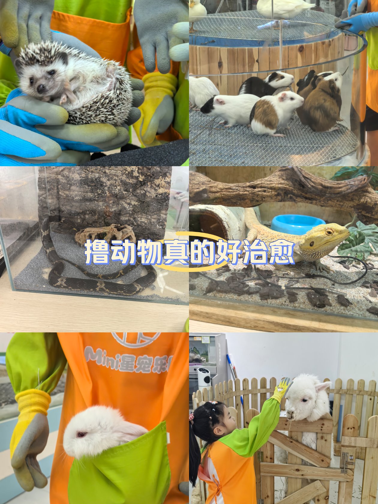 三条蛇仔缠大猪打正确一肖，三条蛇仔缠大猪四分五裂难合一打一生肖