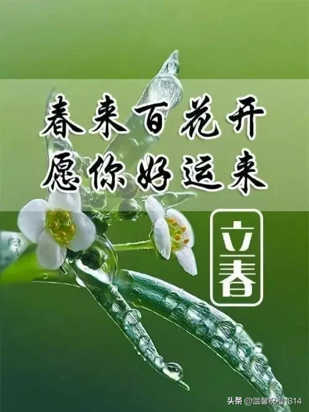立春最正确一肖，立春最正确一肖是什么